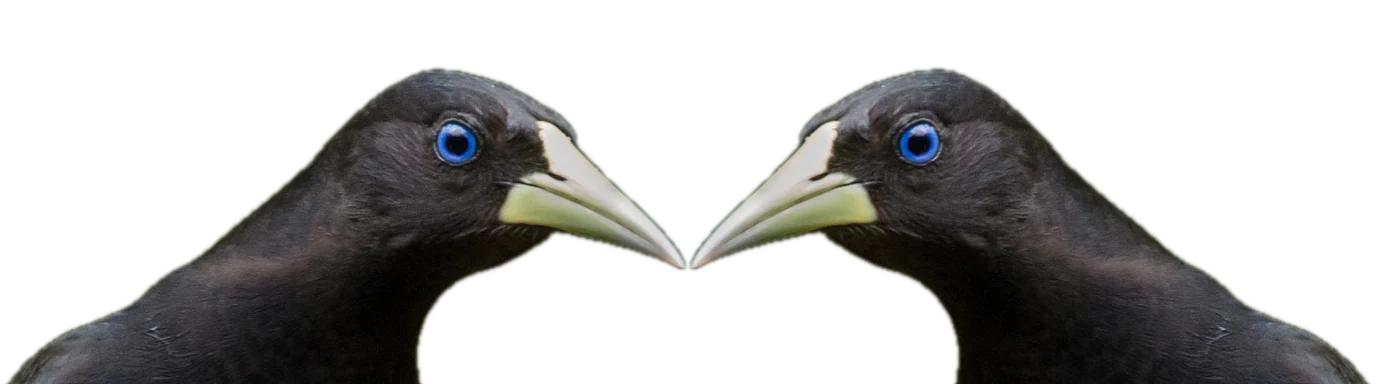 coração de pássaros