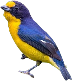 Outro passarinho loko